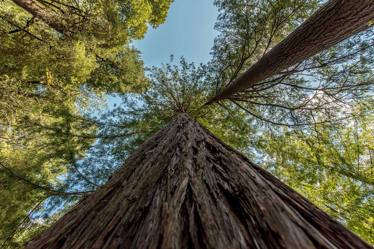 AI Unchained 2024 Sonoma California Redwood