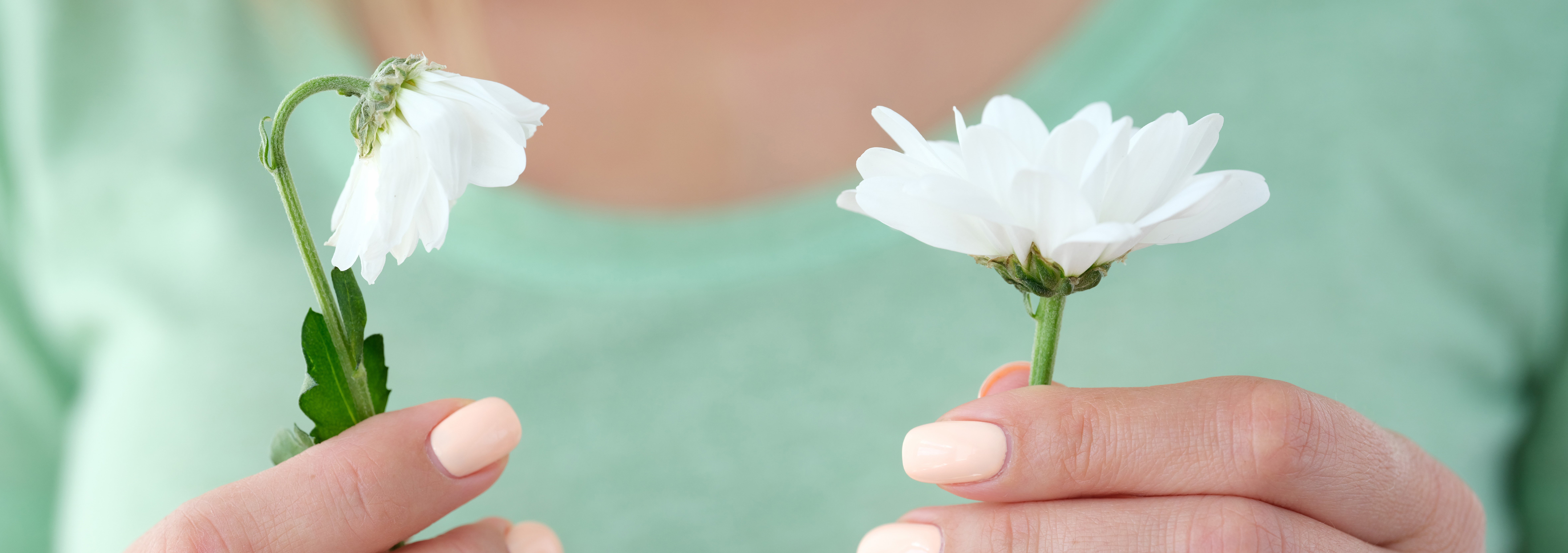 woman-is-holding-one-blooming-chamomile-one-wilting