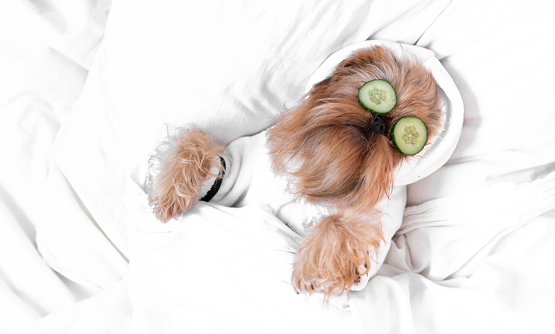 dog sleeping with cucumber