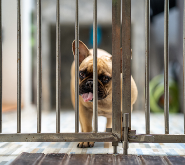 sad-french-bulldog-standing-metal-fence