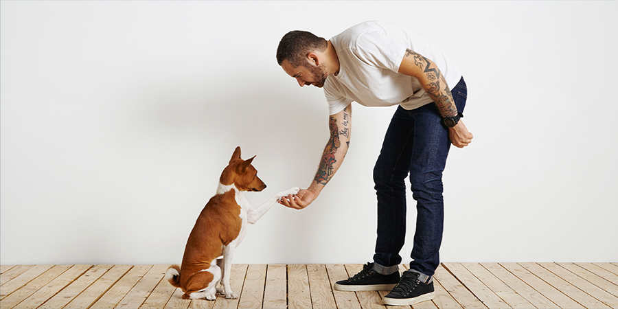 dog-owner-wearing-plain-white-t-shirt-dark-blue-jeans-is-bending-down-shake-paw
